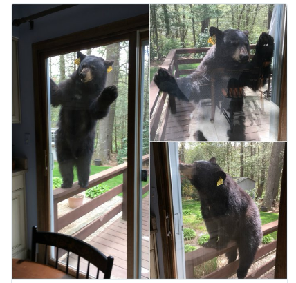 arkoydas.png