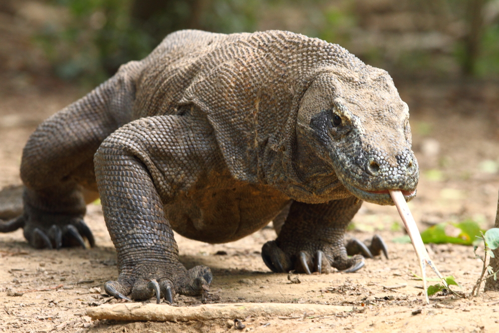 komodo9