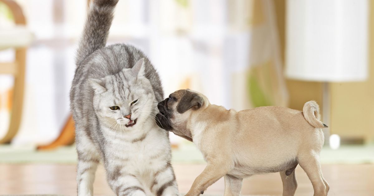 catdogs.jpg