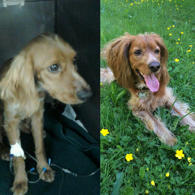 cooper