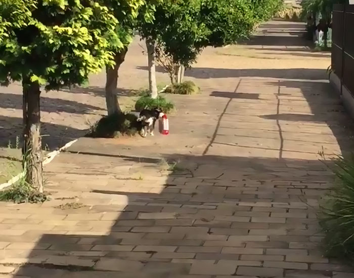pitko.jpg