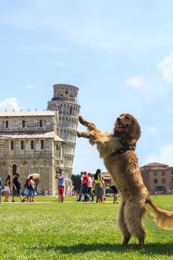 dog_piza.jpg