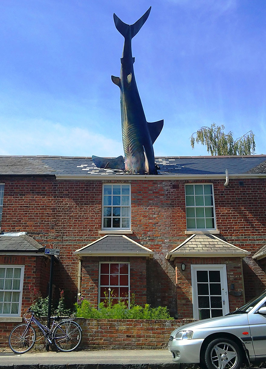 the_shark.jpg