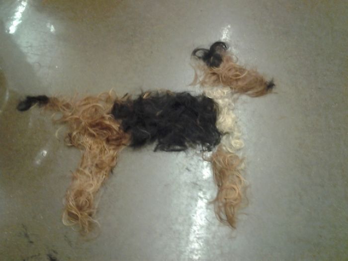 dog_hair.jpg