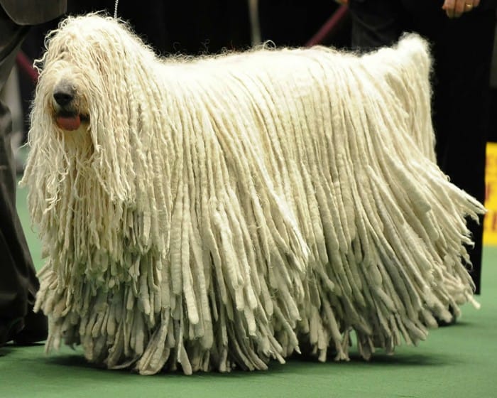 Komondor-Dog