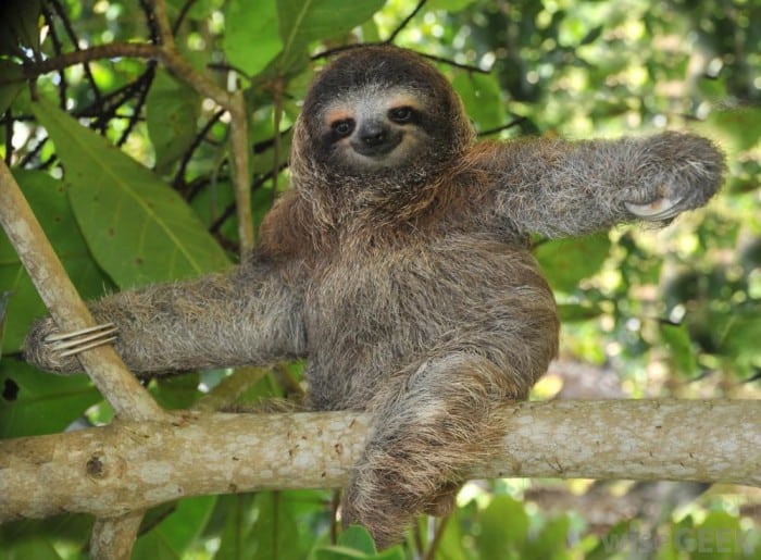 Sloth