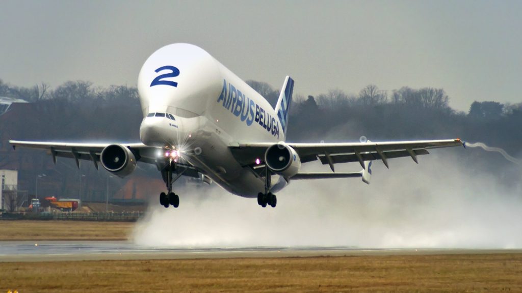 beluga