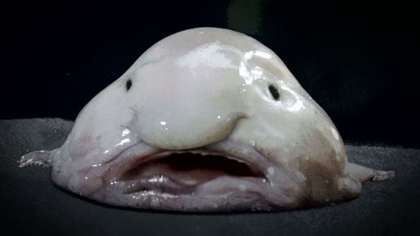 blobfish