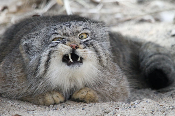 cats.jpg