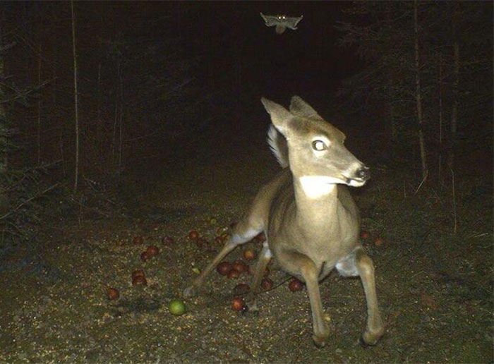 deer.jpg