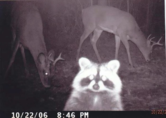 deers.jpg