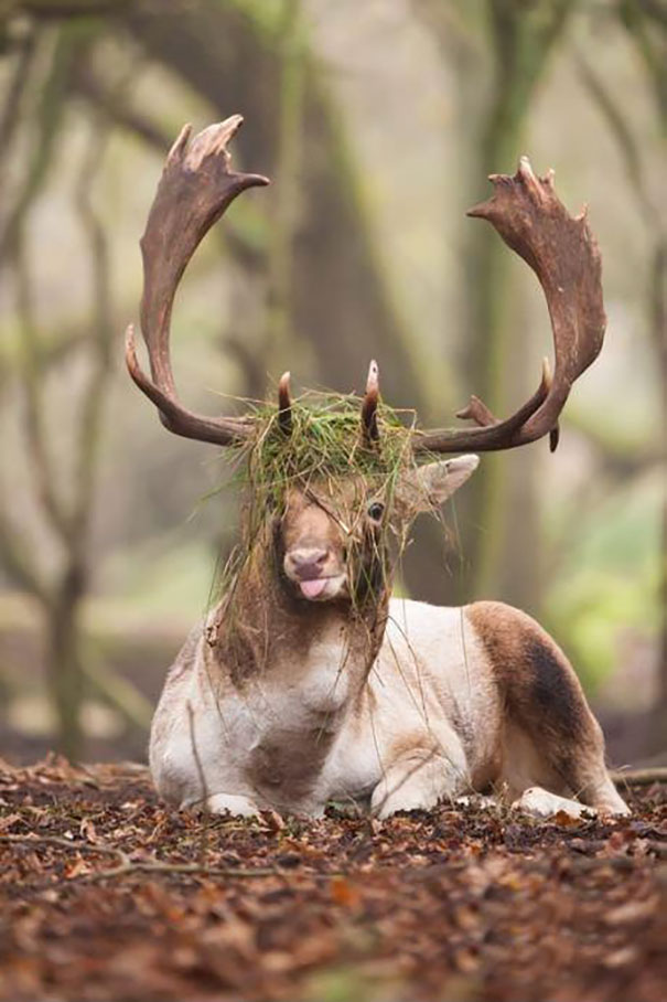 deerss.jpg
