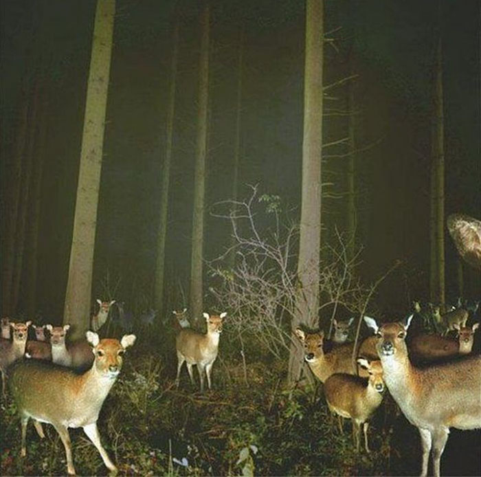 der.jpg