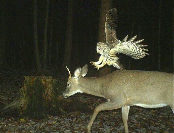 owl.jpg