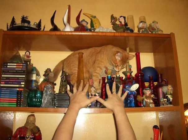 percat.jpg