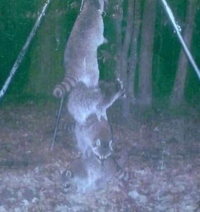 raco.jpg