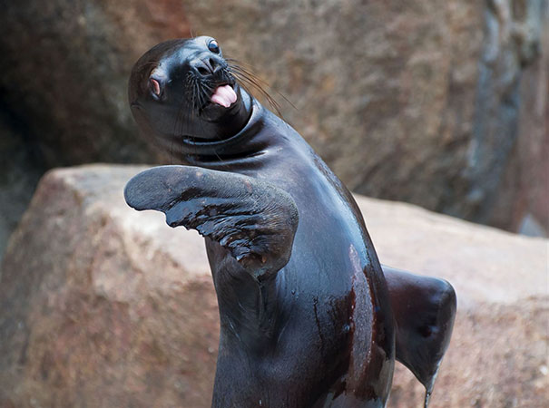 seal.jpg