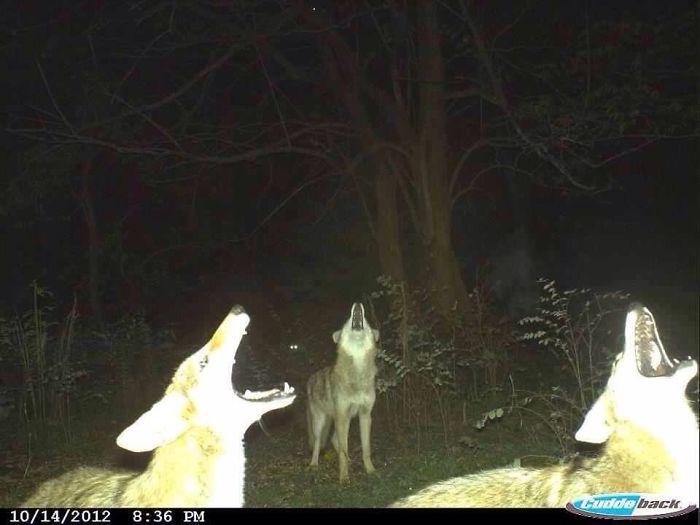 wolves_howl.jpg