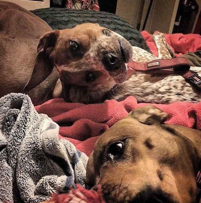 DOGY1.jpg