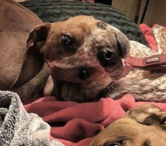DOGY2.jpg