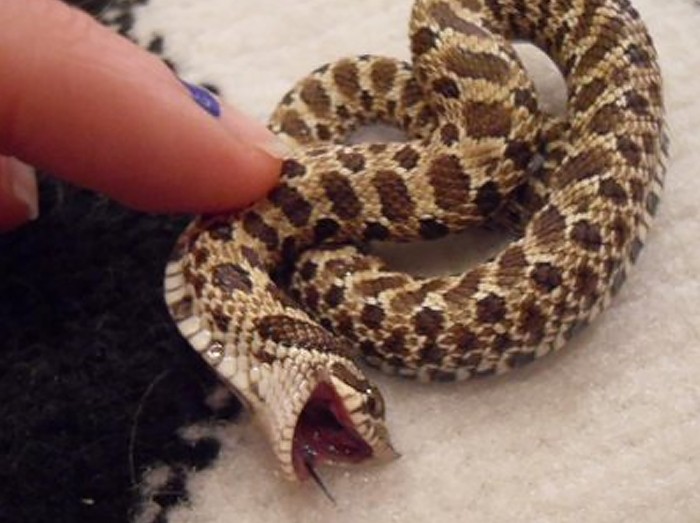 Cute-Snake-Pictures-3-5a018c28ce472  700