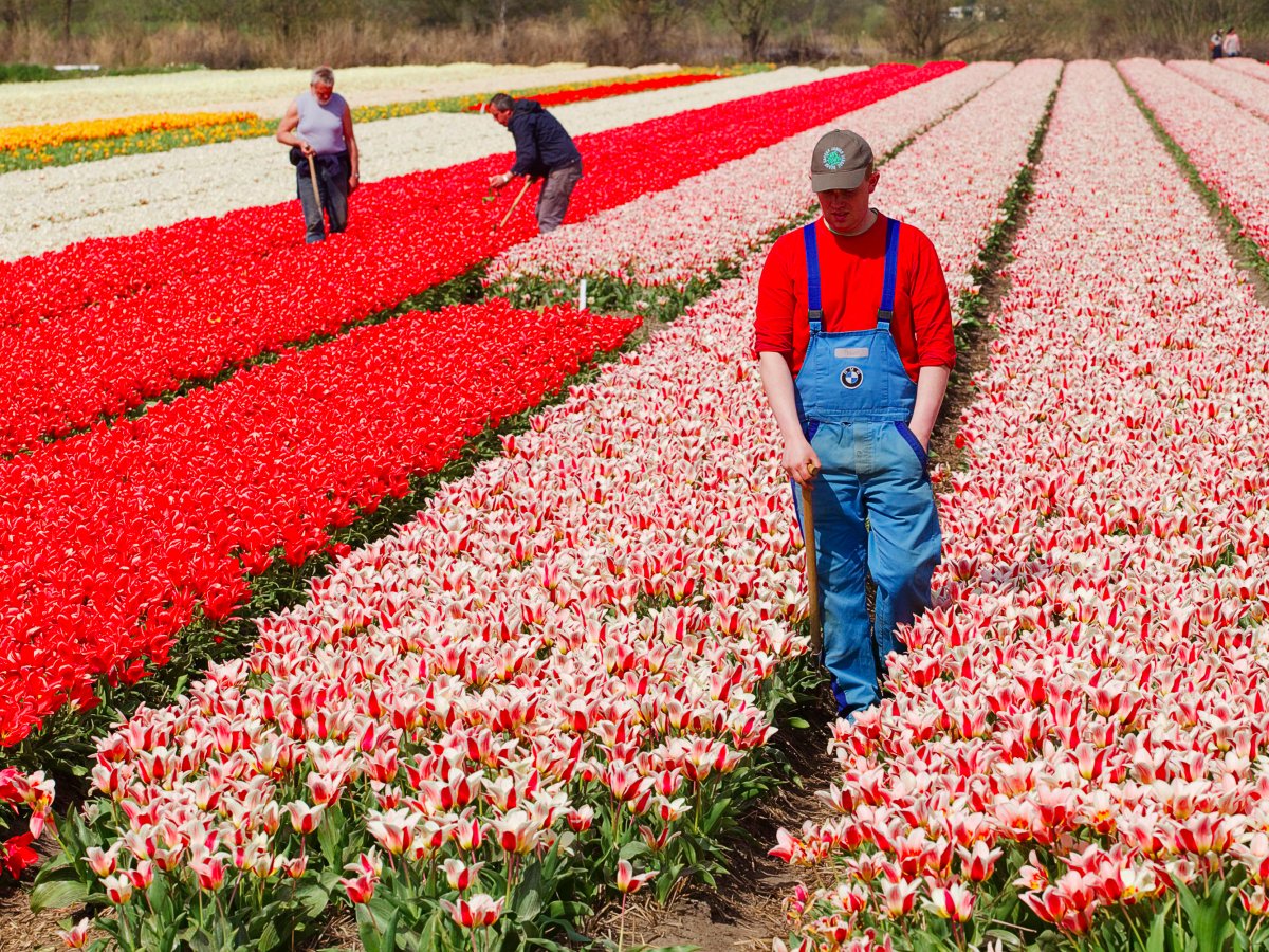 netherlandsa.jpg