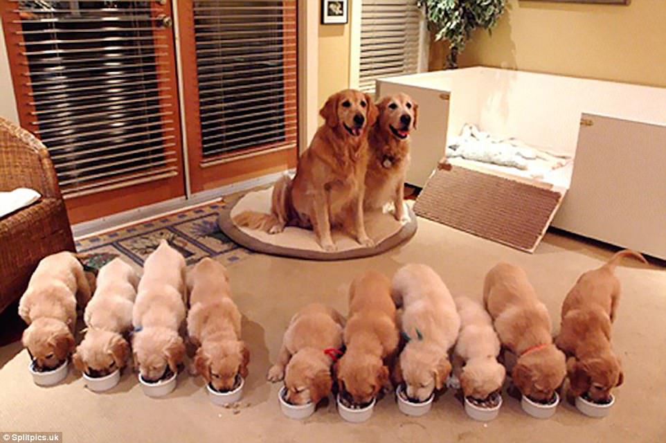 4759464000000578-5182349-Proud_parents_It_s_breakfast_time_for_this_gorgeous_gaggle_of_pu-a-19_1513349570591.jpg