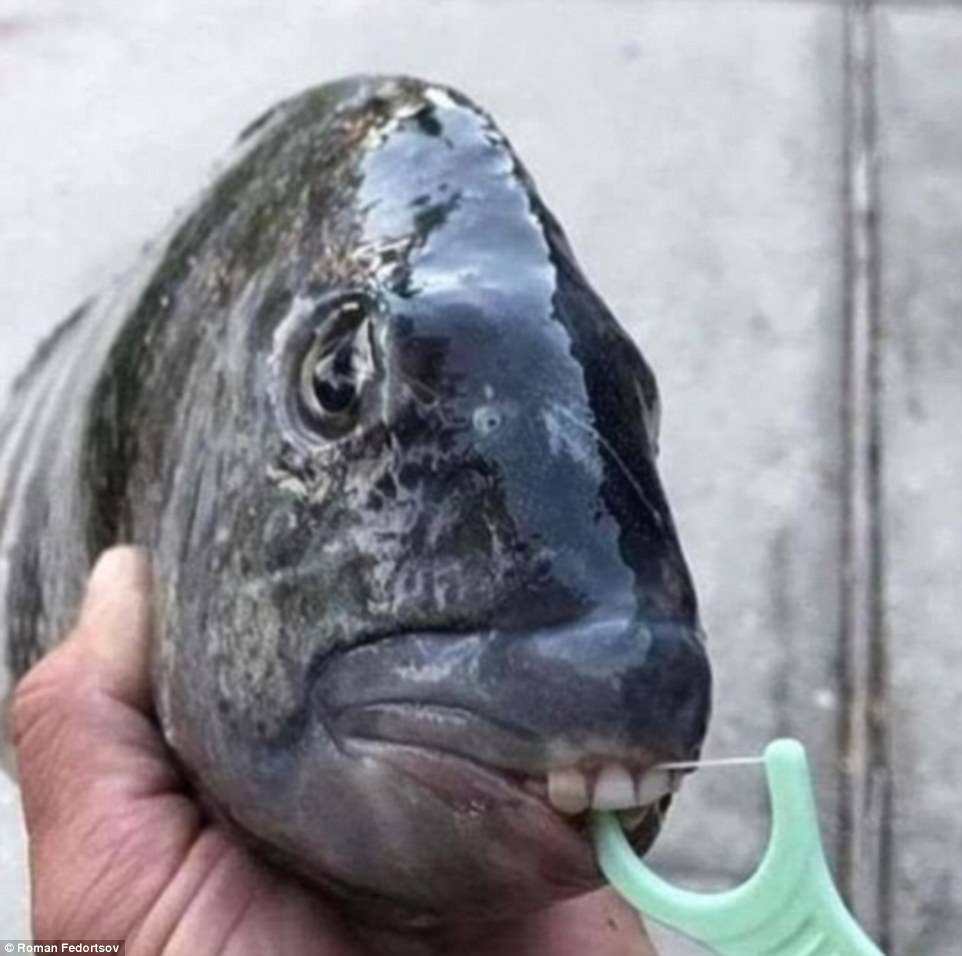 477EC50500000578-5201577-One_twitter_user_suggested_this_was_a_black_pacu_fish_It_is_a_ta-a-66_1513865077456.jpg