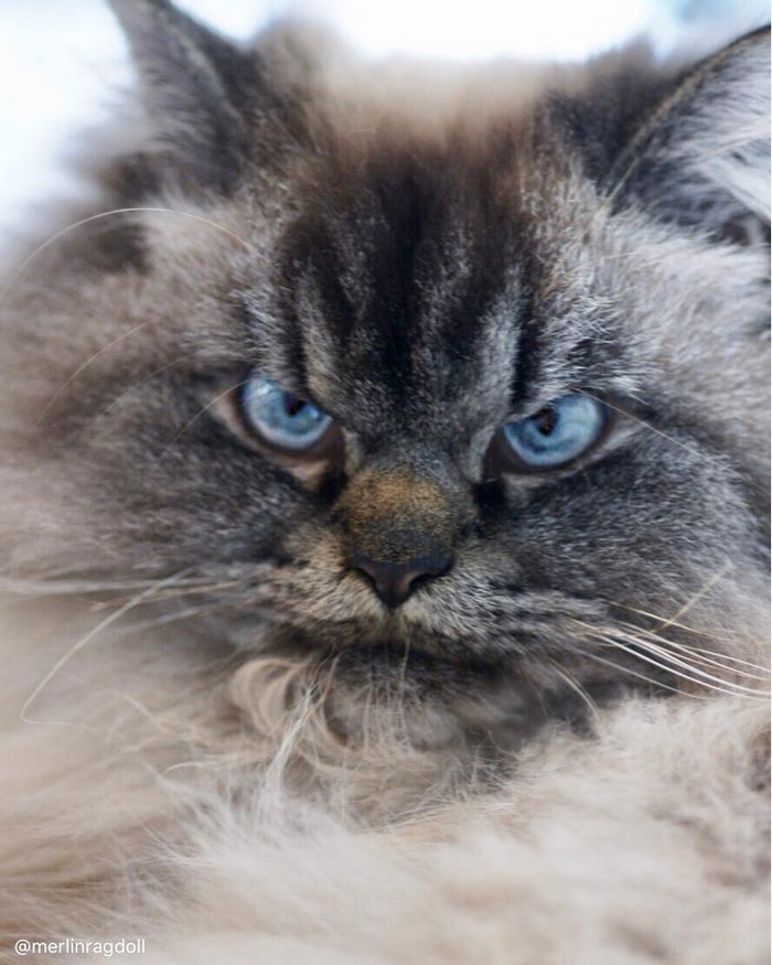 angry-cat-merlin-ragdoll-10-5a2f8ffa50b3a 700