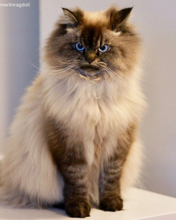 angry-cat-merlin-ragdoll-11-5a2f8ffc4293f__700.jpg