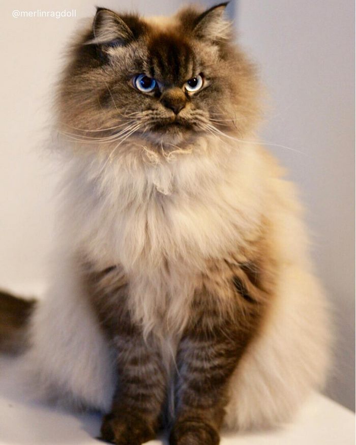 angry-cat-merlin-ragdoll-13-5a2f9000502f0__700.jpg