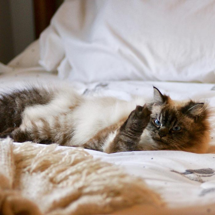 angry-cat-merlin-ragdoll-34-5a2f90314a5aa__700.jpg