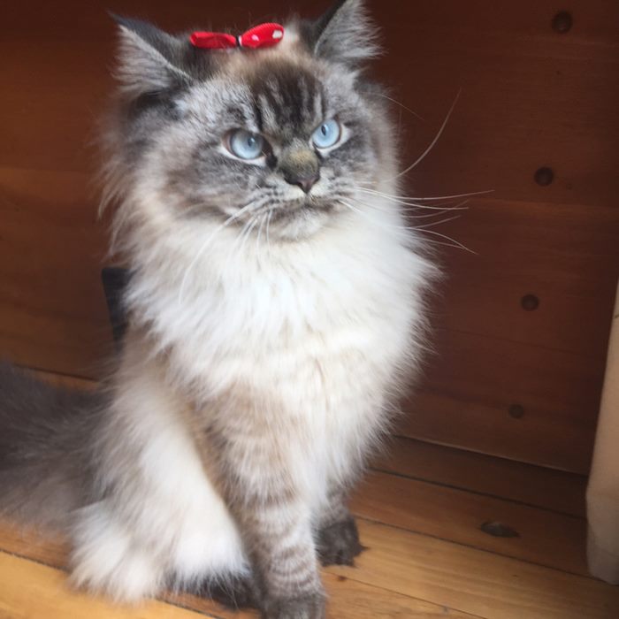 angry-cat-merlin-ragdoll-38-5a2f904244eb0__700.jpg