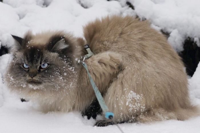 angry-cat-merlin-ragdoll-6-5a2f8ff085721__700.jpg