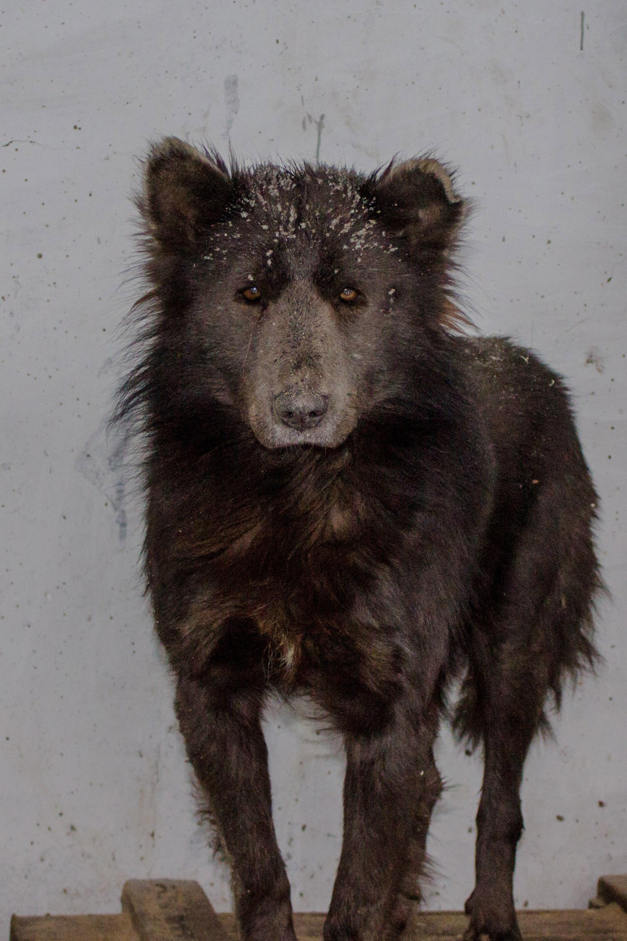 dogbear2.jpg