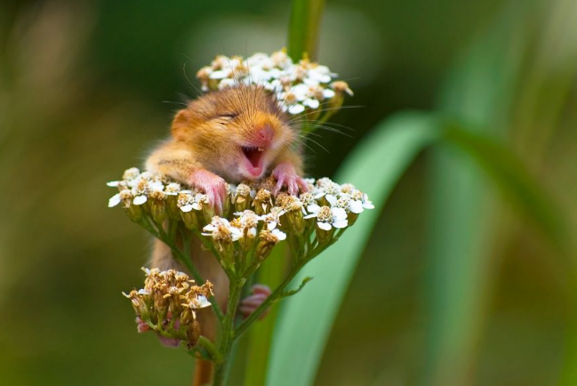 happy.png