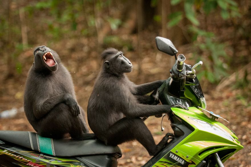 monke.jpg