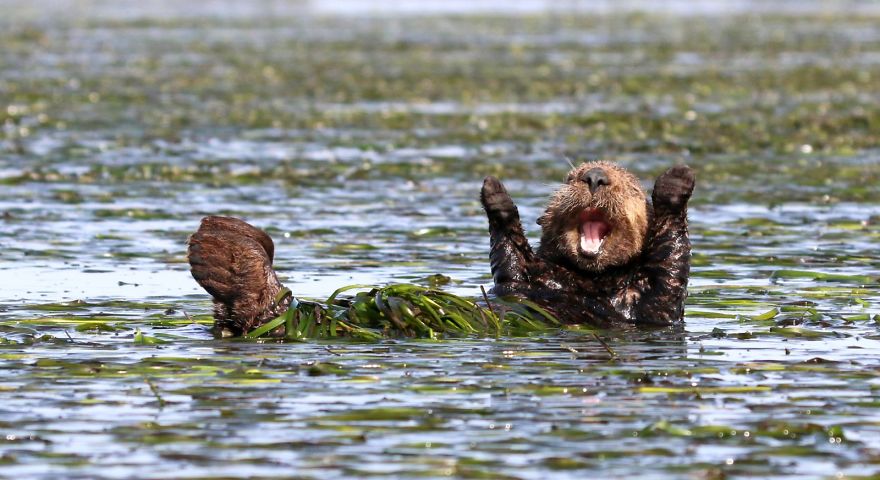 otter.jpg