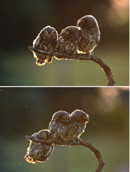 owls_1.png