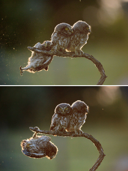 owls_2.png