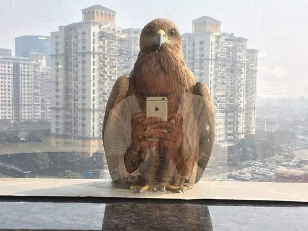 perf_eagl.jpg
