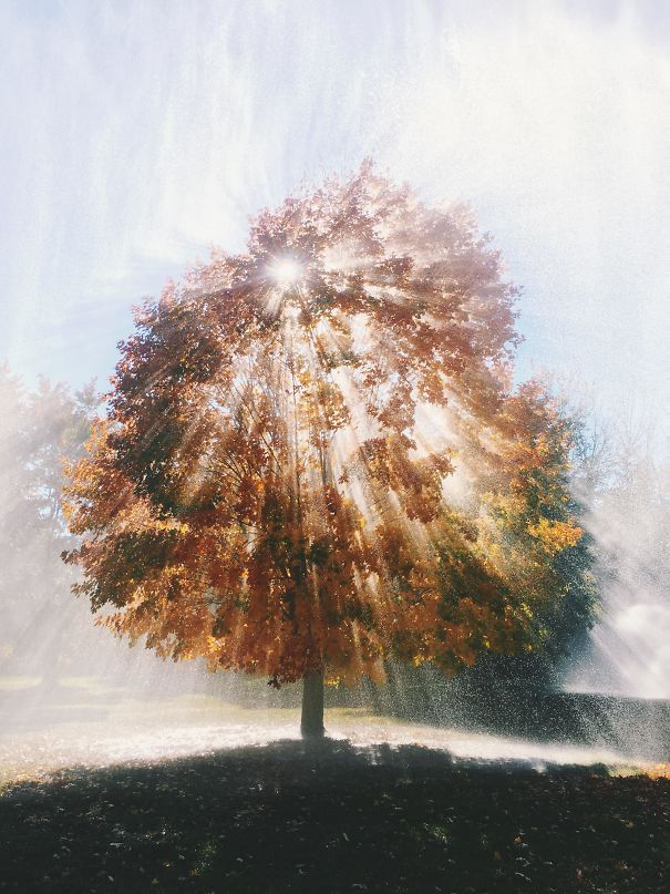 perf_tree.jpg