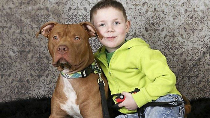 Hero-Dogs-1-5a4e1dd26c23a__700.jpg