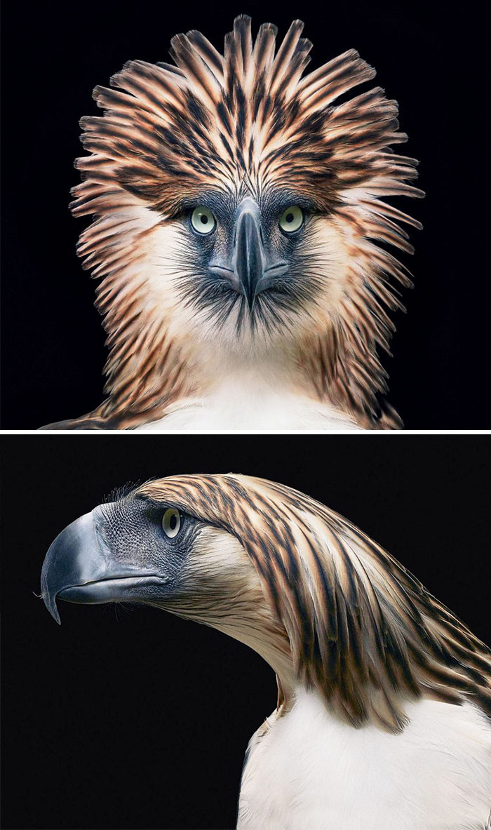 endangered-animals-tim-flach-5a45f72fa4ba0__700.jpg