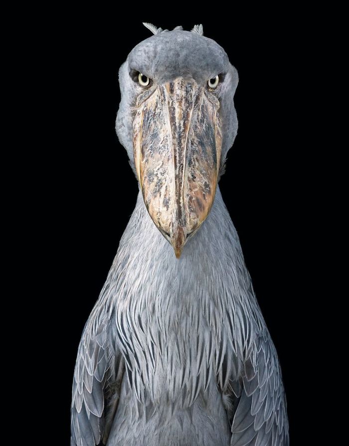 endangered-animals-tim-flach-5a45f772336db__700.jpg
