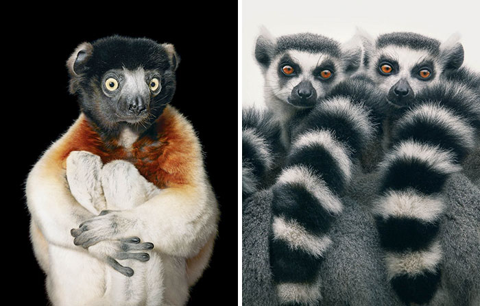 endangered-animals-tim-flach-6-5a460121c7533__700.jpg