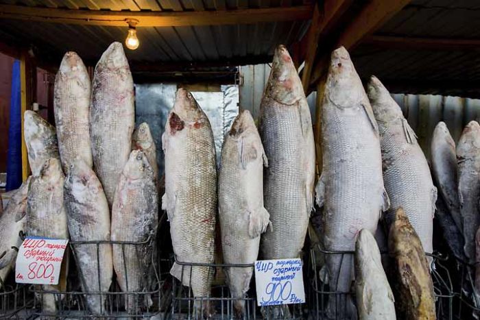 fishys.jpg