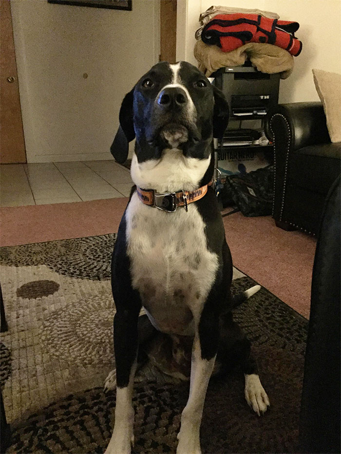 hero-dogs-106-5a4e0044d8491__700.jpg