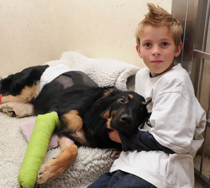 hero-dogs-2-5a4de196c6841__700.jpg