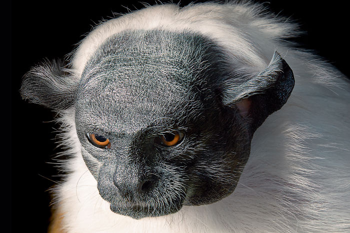 p124-125-pied-tamarin-5a4601f41d7a9__700.jpg
